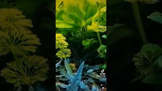 Acuario comunitario plantado 250L viralvideo shorts [upl. by Ahsikit205]