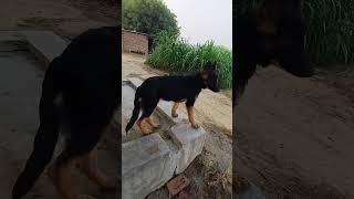 Jarman safed dog double coat jarman safed double coat dog lovers jarmansafeddogvideo ♥️ [upl. by Stearne]