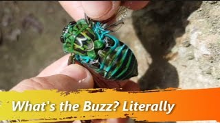 How Do Cicadas Make their Sounds [upl. by Anaila]