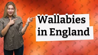 Do you get Wallabies in England [upl. by Neemsay265]