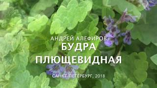 Будра плющевидная Алефиров АН [upl. by Ruhnke]