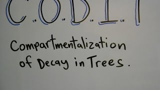 Plant ID Compartmentalization of Decay in Trees CODIT [upl. by Mavis]