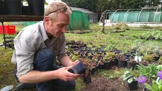 How to plant out hardy cyclamen outdoors [upl. by Iah488]