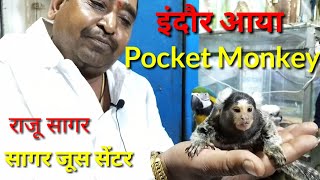 इंदौर में आया Pocket Monkey सागर ज्यूस सेंटर II Worlds Smallest Pocket Monkey in Sagar Juice Indore [upl. by Letnahc]