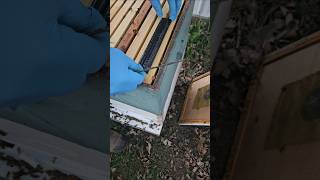 Homestead beekeeping How to install a beetle trap [upl. by Puri]