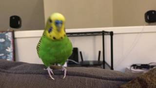 Kiwi The Parakeet Talking For Almost 2 Minutes [upl. by Ecertap233]