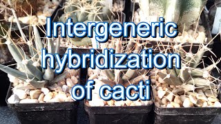 Intergenerical hybridization of cacti  crossing cactus plants [upl. by Ikey]