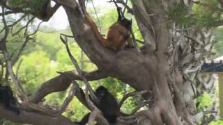 Homosassa River Tour [upl. by Tabbie]