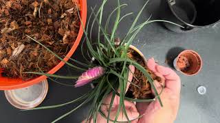 Repotting “tillandsia cyanea plant” [upl. by Voltz]