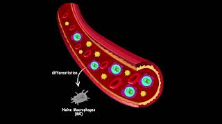 Where different macrophages come from [upl. by Liuka826]