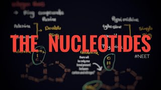 Structure of nucleotides Sugar N bases phosphate Molecular basis of inheritance neet [upl. by Meg]