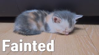 Kitten Fell Asleep Exhausted While Adjusting to a New home [upl. by Cosmo]