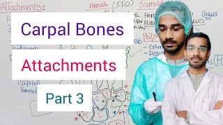 Carpal Bones Attachments [upl. by Favata]