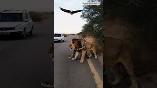 A giant python vs lion bald eagle tasteexplorertv shortvideo shorts viralshorts [upl. by Toffey]