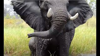 Angry and Loud Elephant on the water  Okavango Botswana [upl. by Lorna44]