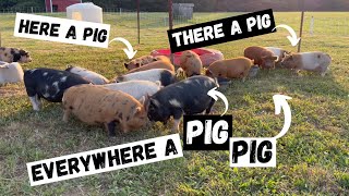 Pasture full of KuneKune Piglets [upl. by Masterson]