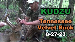 KUDZU  Scorching HOT 2023 Tennessee Velvet Hunt [upl. by Labana515]