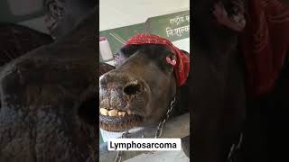 Lymphosarcoma  Bulging Eyes  Bovine leukemia virus [upl. by Katharyn794]