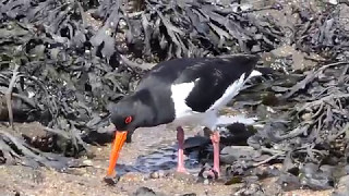 Oystercatcher in action 4KUHD [upl. by Wanids882]