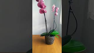 Zrób To A Twój Storczyk Zakwitnie rośliny storczyki phalaenopsis orchidea [upl. by Eenram]