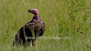 Lappetfaced vultures soaking up the African sun [upl. by Nugesulo]