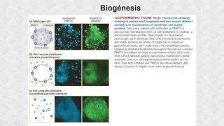 Biogénesis de los peroxisomas [upl. by Biernat]