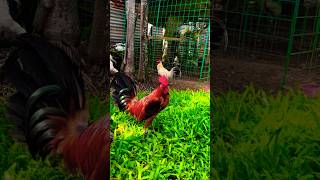 anong kulay ito sa inyo chicken rooster [upl. by Mundt610]