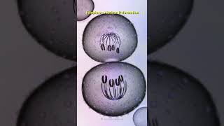 Watch how cells divide and create life shorts science mitosis celldivision chromosome [upl. by Elisa206]