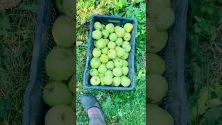 GOLDAN apple nature fruit kashmir kashmirapplegarden applemarket verilvedio reels [upl. by Care634]