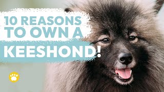 10 Reasons Why You Should Own a Keeshond [upl. by Sheffield]