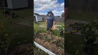 GardenandGrain Pulling Butter Beans and planting Turnips [upl. by Aenej498]