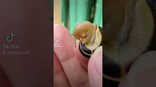 Microcosme 🥰🦋 nature naturevideo natural photography videos macro microcosm photographer [upl. by Lindie]