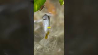 Fascinating fact about Archerfish🐟 youtubeshorts animals wildlife archerfish facts [upl. by Doyle]