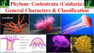 Phylum Coelentrata  General characters and classification of Coelentrata  Cnidaria [upl. by Cirdnek]