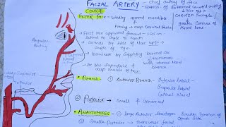 Facial Artery anatomy anatomy mbbs dentist [upl. by Eilegna]