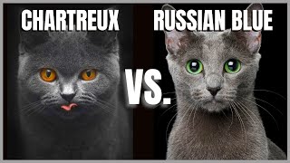 Chartreux Cat VS Russian Blue Cat [upl. by Inus]