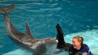 Dolphin Show at the National Aquarium [upl. by Nylrehc]