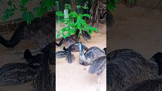 Emu bird 🥚 🐇 😍👀🐓🥚🌀❤️ ❣️ birds kozhi saranfarm chicks salem rabbits rabbit egg [upl. by Nations]