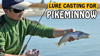 Lure Fishing for Northern Pikeminnow in Fraser River  Fishing with Rod [upl. by Kcirrek40]