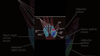 Intrinsic muscles of hand mnemonics nextfellow medicalmnemonics fmge neetpg [upl. by Mariska]