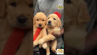 Golden retriever Dark amp light colour Male amp female puppiespuppypuppies [upl. by Nosmas95]