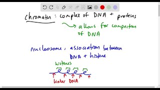 What is chromatin remodeling [upl. by Ettevol]