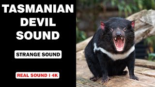 Real Tasmanian Devil Sounds  High Quality  Interesting Tasmanian Devil Sound Experience  4K [upl. by Taveda]