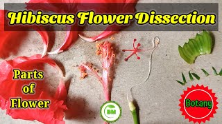 Hibiscus Flower Dissection 🌺 Parts of Flowers  botany dissection biology hibiscus neetbiology [upl. by Montfort911]