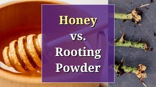 Honey vs Rooting Powder A Propagation Trial [upl. by Witherspoon]