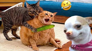 Funniest Cats And Dogs Videos 😁  Best Funny Animal Videos 2024 🥰7 [upl. by Dominic103]