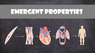 Emergent Properties  Cell Biology [upl. by Raouf118]