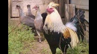 Gallos giros Parte 1 [upl. by Kubis672]