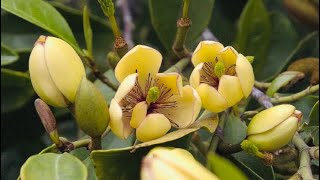 How to Plant Magnolia Figo  Banana Shrub  Bubble Gum Banana Fragrance [upl. by Edahsalof]