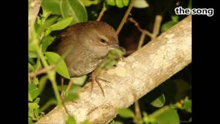 Barratts Warbler two calls [upl. by Ettelrac]